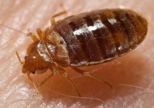 bed bug control services from Pest Control Solutions, Phoenix AZ