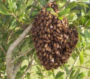 bee removal bee extermination Pest Control Solutions Gilbert AZ