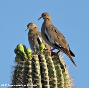 bird control bird exclusion Pest Control Solutions Gilbert AZ