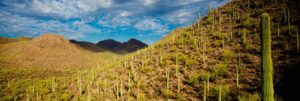 Cactus Forest Pest Control Solutions