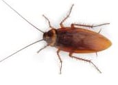 cockroach extermination Pest Control Solutions