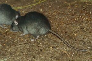 rodent control services Pest Control Solutions Gilbert AZ