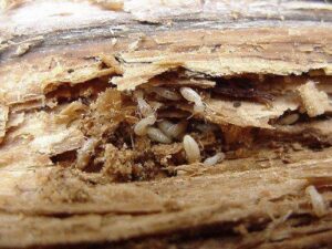 termite control services from Pest Control Solutions, Gilbert AZ